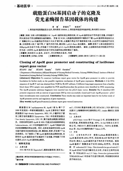 载脂蛋白M基因启动子的克隆及荧光素酶报告基因载体的构建