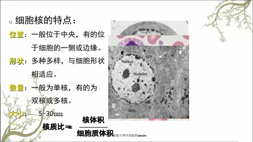 医学细胞生物学细胞核nucleu