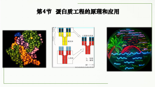 蛋白质工程的原理和应用课件-高二生物人教版(2019)选择性必修3