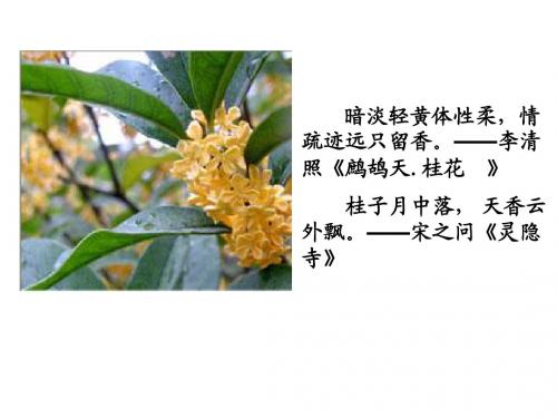 人教版小学语文课件《桂花雨》