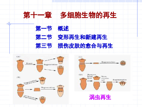 2013=第11章 再生