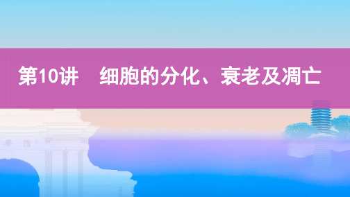 2020版高考浙江选考生物一轮课件：第10讲 细胞的分化、衰老及凋亡 