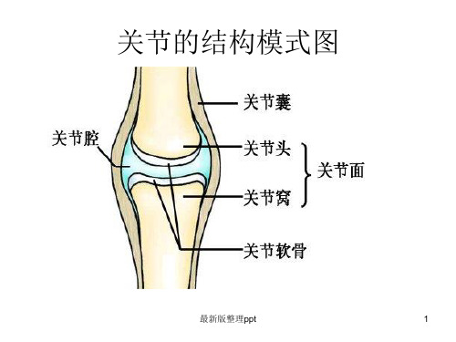 关节结构ppt课件