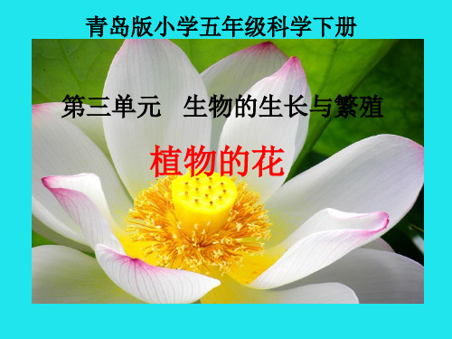 粤教版科学《植物的花》教学课件1