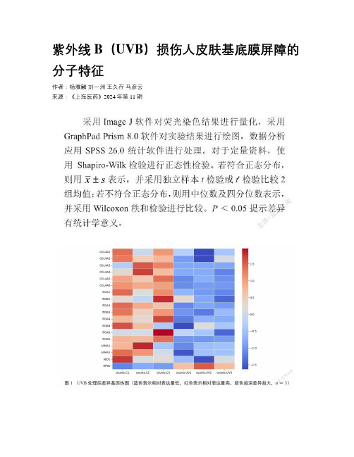 紫外线B（UVB）损伤人皮肤基底膜屏障的分子特征