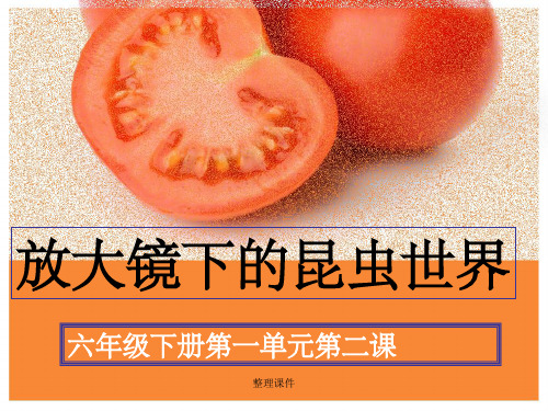 科学六年级下册放大镜下的昆虫世界