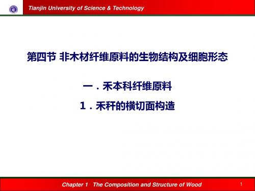 非木材纤维原料的生物结构及细胞形态-文档资料