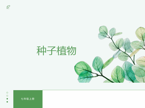 人教版生物七年级上册3.1.2《种子植物》教学课件