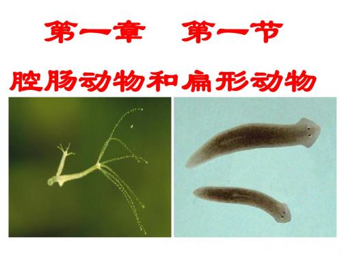 初中生物_腔肠动物和扁形动物PPT课件