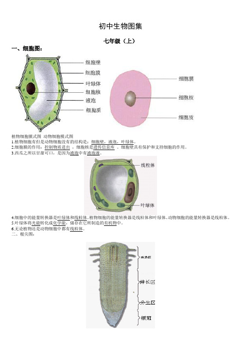 初中生物复习图集