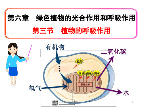 植物的呼吸作用(苏教版)课件