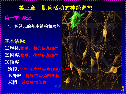 运动生理学3-肌肉活动的神经控制ppt课件