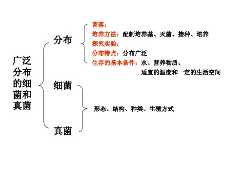 人教版初中生物8年级上概念图