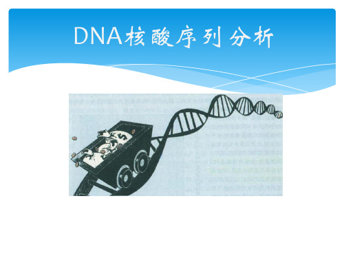 DNA序列分析PPT课件