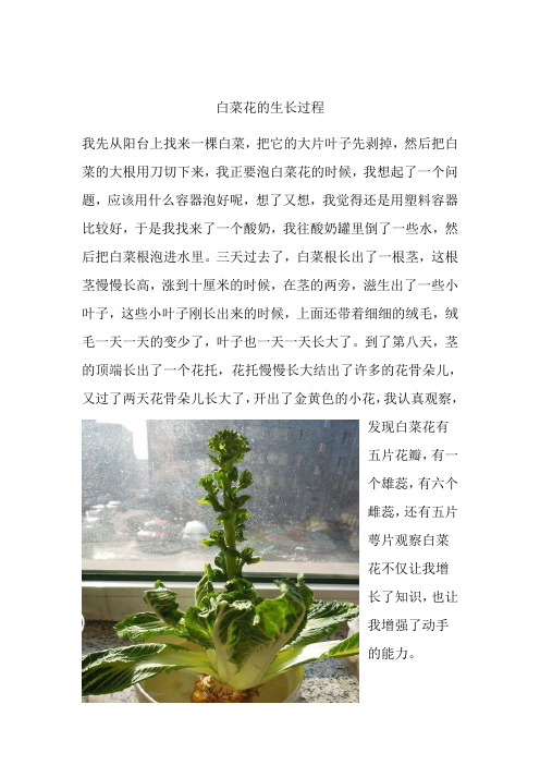 白菜花的生长过程