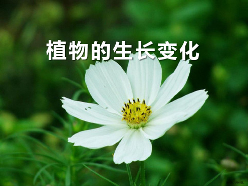 《植物的生长变化》课件人教版科学四下