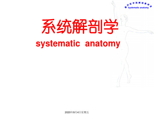 《系统解剖学》实验课件：骨学实验