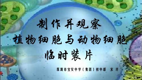 深圳优质课件   生物制作并观察洋葱鳞片叶内表皮细胞临时装片