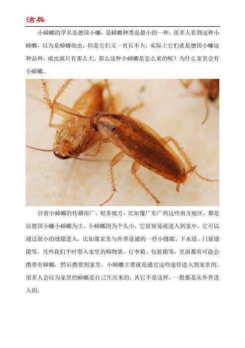 小蟑螂怎么来的如何处理