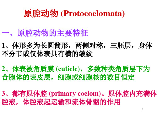 动物生物学原腔动物