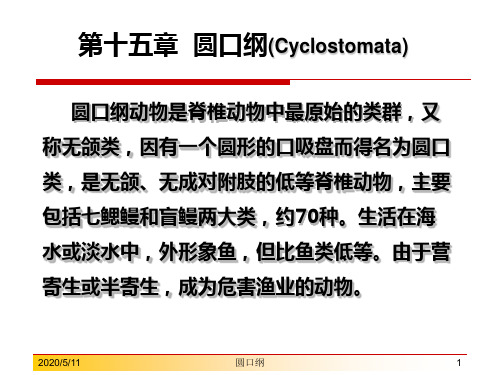 圆口纲动物是脊椎动物中最原始的类群.