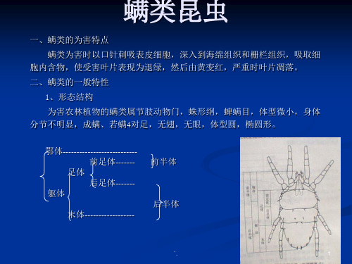 昆虫百科螨类昆虫ppt课件