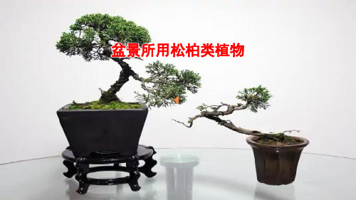 盆景用松柏类植物 课件-2023-2024学年高一上学期劳动技术