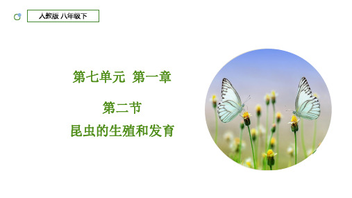 7.1.2+昆虫的生殖和发育(课件)八年级生物下册(人教版)