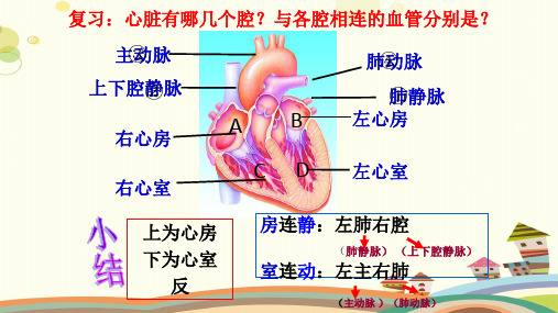 初中生物济南版七年级下册人体内的物质运输物质运输的途径PPT