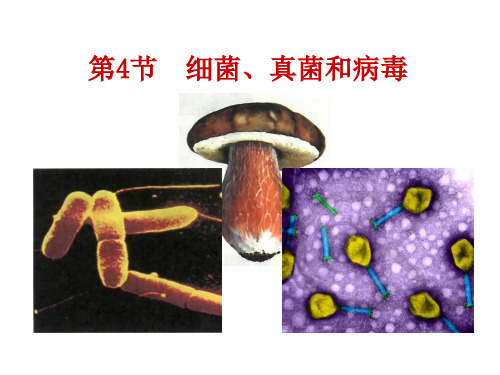 初中生物  细菌、真菌和病毒 北师大版精品课件