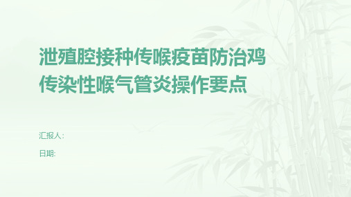 泄殖腔接种传喉疫苗防治鸡传染性喉气管炎操作要点