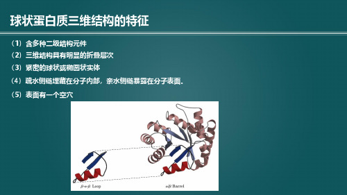 3.3.3  蛋白质的三维结构(3)