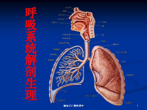 呼吸系统解剖生理学PPT课件