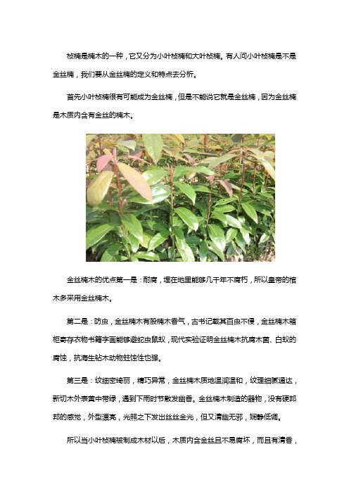 小叶桢楠是金丝楠吗