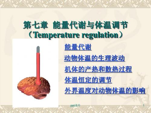 《生理学》能量代谢与体温调节  ppt课件