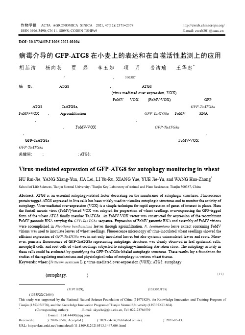 病毒介导的GFP-ATG8在小麦上的表达和在自噬活性监测上的应用