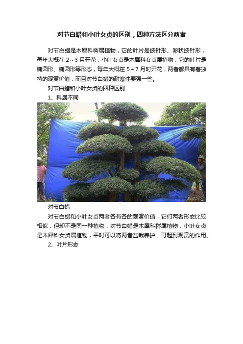 对节白蜡和小叶女贞的区别，四种方法区分两者