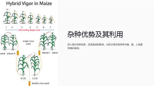 《杂种优势及其利用》课件