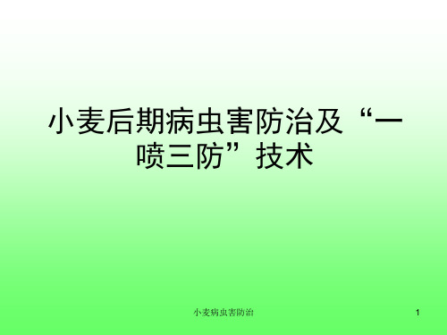 小麦病虫害防治课件