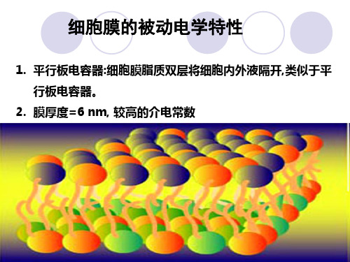 第二章 细胞的基本功能-3_PPT幻灯片