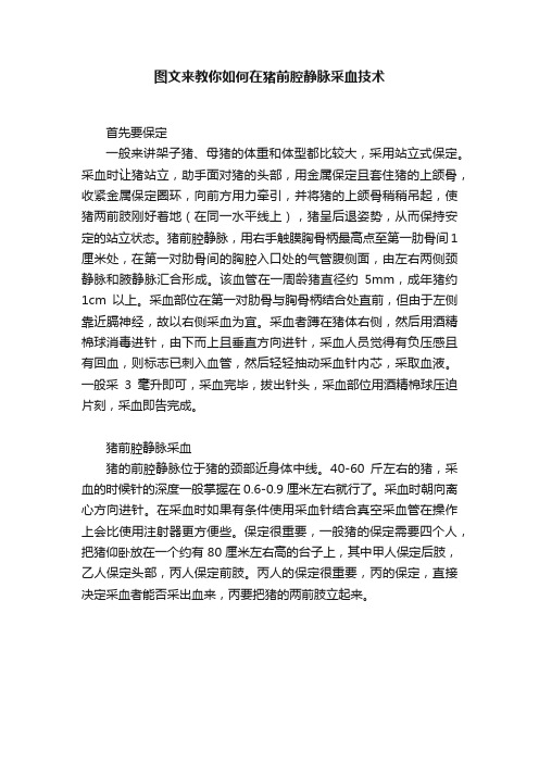 图文来教你如何在猪前腔静脉采血技术