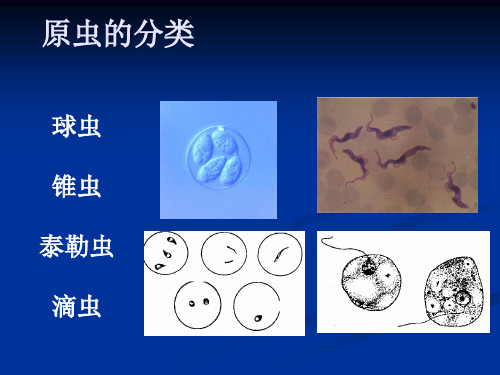 抗球虫药buwc