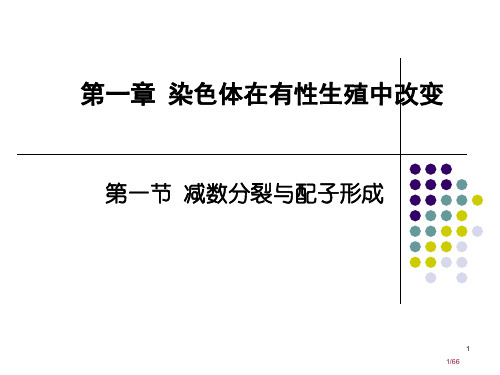 高中生物减数分裂精华版省公开课一等奖全国示范课微课金奖PPT课件