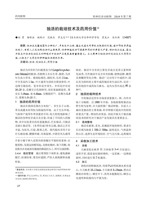 独活的栽培技术及药用价值