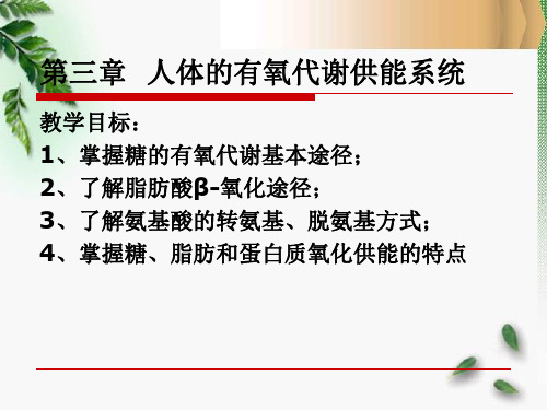 第三章  人体的有氧代谢供能系统