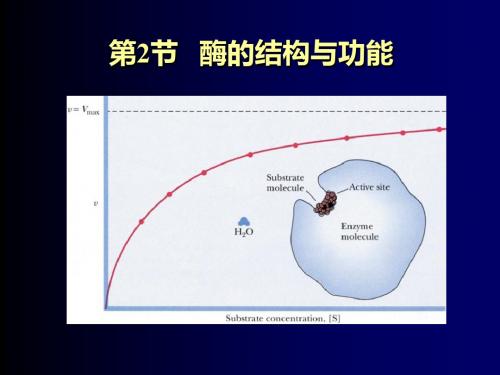 酶的结构与功能PPT课件