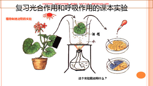 初中光合作用和呼吸作用竞赛辅导课件