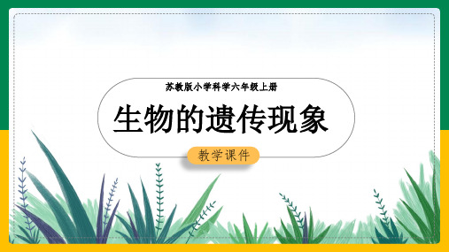 小学科学苏教版六年级全册《21生物的遗传现象》课件