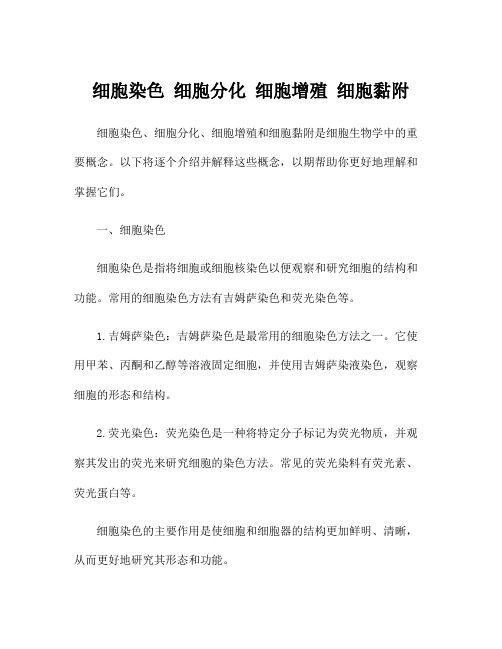 细胞染色 细胞分化 细胞增殖 细胞黏附