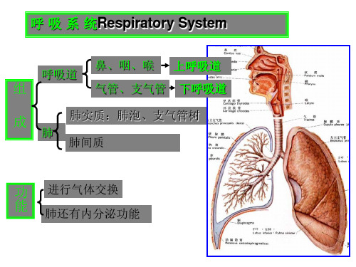 呼吸系统与常见疾病